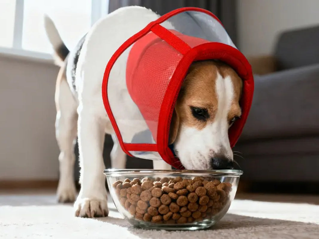 Kuoser Soft Dog Recovery Cone Collar – Adjustable Protective Collar for Small, Medium & Large Dogs